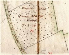 Queen Mary's Wood, planted 1788 Queen Mary's Wood, planted 1788